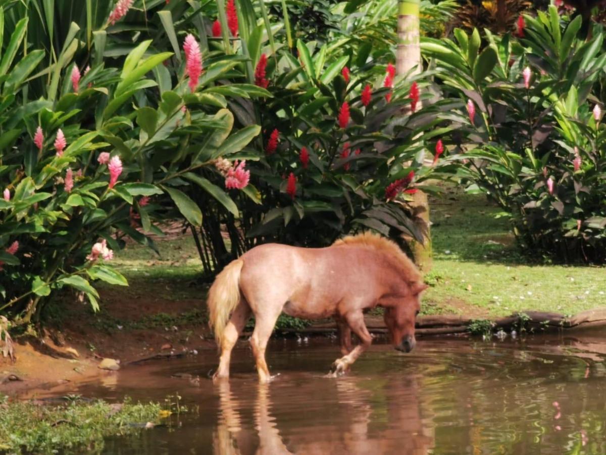 Blue River Resort & Hot Springs Liberia Bagian luar foto